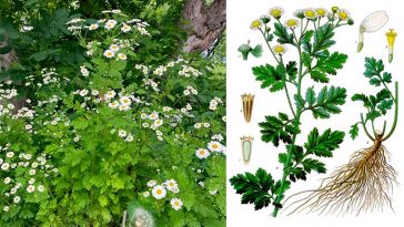 🌼 Піретрум дівочий: користь, лікувальні властивості та рецепти застосування