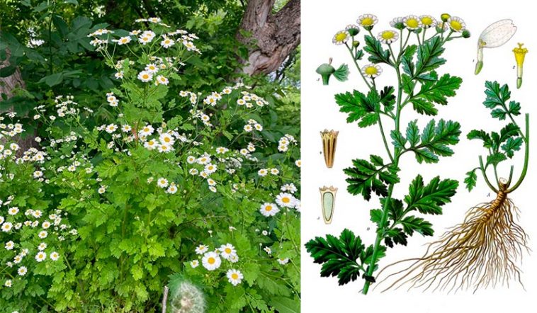 🌼 Піретрум дівочий: користь, лікувальні властивості та рецепти застосування