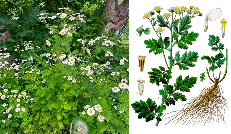 🌼 Піретрум дівочий: користь, лікувальні властивості та рецепти застосування