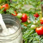 Коли підживлювати помідори бором, щоб вони були великими та соковитими