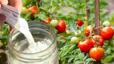 Коли підживлювати помідори бором, щоб вони були великими та соковитими