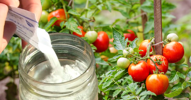 Коли підживлювати помідори бором, щоб вони були великими та соковитими
