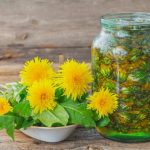 Кульбаба — природний еліксир життя під нашими ногами