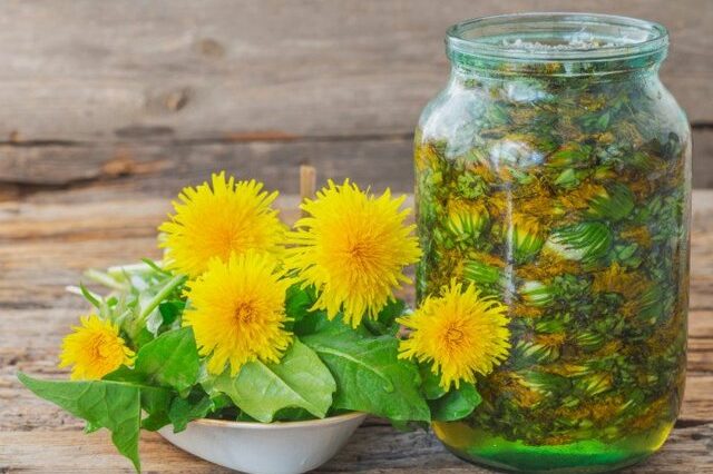 Кульбаба — природний еліксир життя під нашими ногами