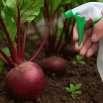 Буряк стрімко росте: 3 ефективні кроки для активного розвитку коренеплоду