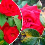 Як змусити троянди цвісти без хвороб: два доступних аптечних засоби для підживлення