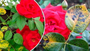 Як змусити троянди цвісти без хвороб: два доступних аптечних засоби для підживлення