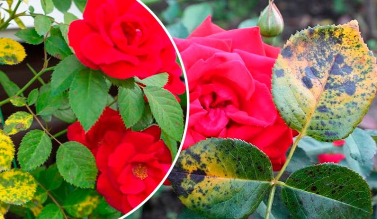 Як змусити троянди цвісти без хвороб: два доступних аптечних засоби для підживлення