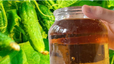 Огірки почнуть стрімко рости та рясно плодоносити, якщо підживити їх цим простим “вітамінним коктейлем”