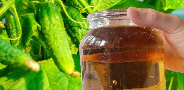 Огірки почнуть стрімко рости та рясно плодоносити, якщо підживити їх цим простим “вітамінним коктейлем”