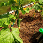 Доступна кожному. Підживка для огірків із кухонного продукту. Гарантований ріст.