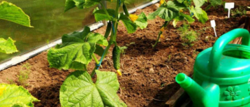 Доступна кожному. Підживка для огірків із кухонного продукту. Гарантований ріст.