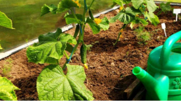 Доступна кожному. Підживка для огірків із кухонного продукту. Гарантований ріст.