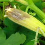 Що робити, коли загнивають зав’язі кабачків – поради досвідчених городників