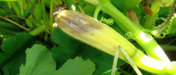 Що робити, коли загнивають зав’язі кабачків – поради досвідчених городників