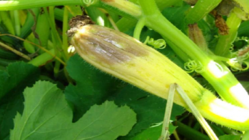 Що робити, коли загнивають зав’язі кабачків – поради досвідчених городників