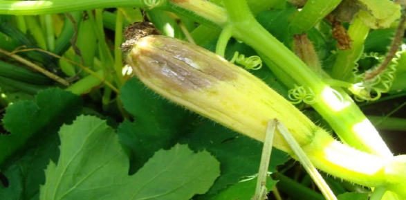 Що робити, коли загнивають зав’язі кабачків – поради досвідчених городників