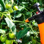 Забудьте про фітофтору на городі — найкращі натуральні засоби!