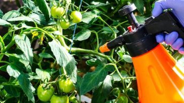 Забудьте про фітофтору на городі — найкращі натуральні засоби!