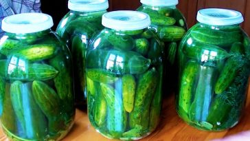 Огірки, як у діда: закриваю без стерилізації під капронову кришку! Секрет холодного способу