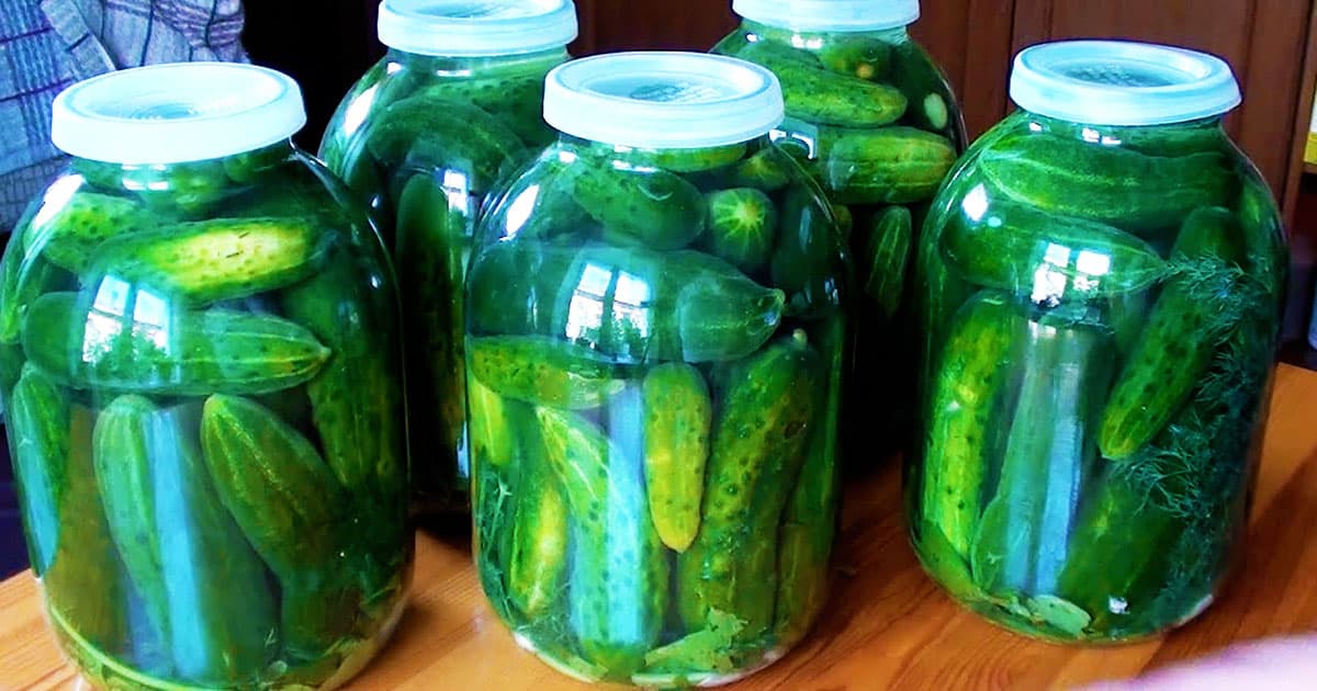 Огірки, як у діда: закриваю без стерилізації під капронову кришку! Секрет холодного способу