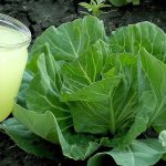 Коли капуста випустила 7 справжніх листочків — час для першого підживлення