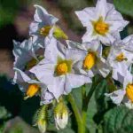 Що робити, якщо картопля нарощує лише бадилля, а бульби не зав’язуються: основні причини