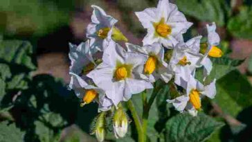 Що робити, якщо картопля нарощує лише бадилля, а бульби не зав’язуються: основні причини