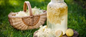 Домашній квас з бузини: простий рецепт і корисні поради