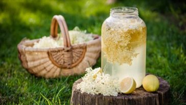 Домашній квас з бузини: простий рецепт і корисні поради