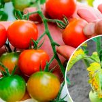 Чому жовтіє листя у помідорів: основні причини та як зберегти врожай