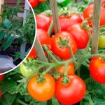 Не пропустіть важливу підгодівлю томатів у період наливу плодів: секрети рясного й смачного врожаю