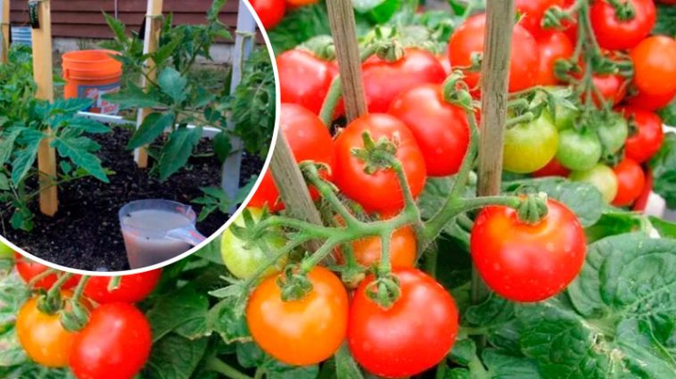 Не пропустіть важливу підгодівлю томатів у період наливу плодів: секрети рясного й смачного врожаю
