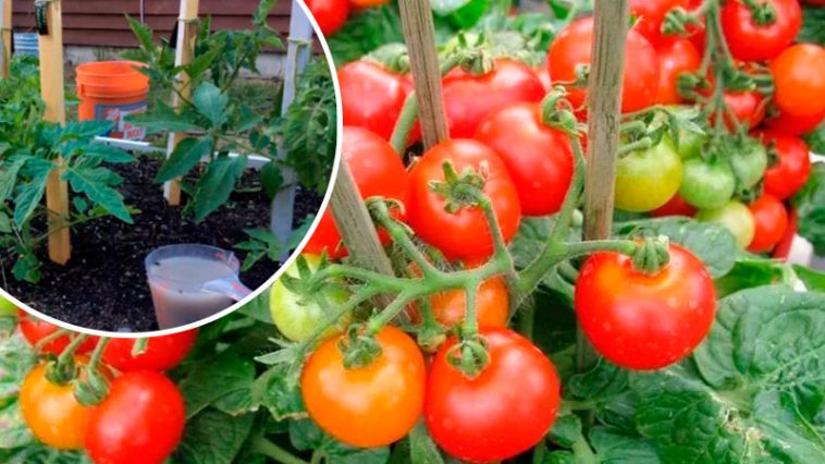 Не пропустіть важливу підгодівлю томатів у період наливу плодів: секрети рясного й смачного врожаю