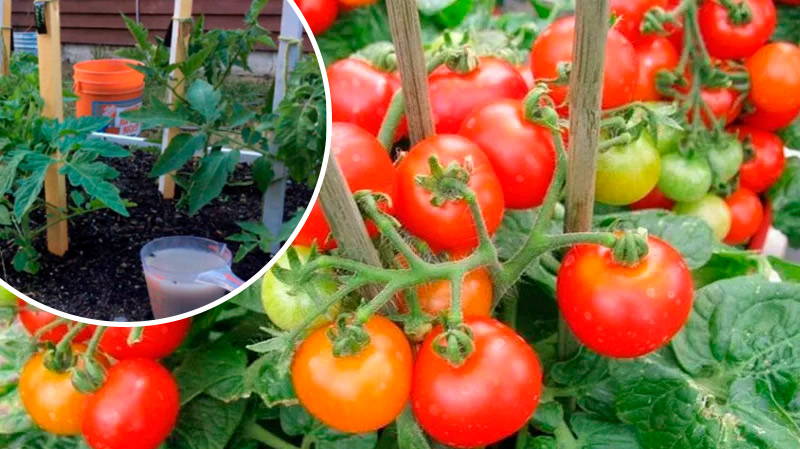 Не пропустіть важливу підгодівлю томатів у період наливу плодів: секрети рясного й смачного врожаю