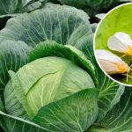 Як позбутися білокрилки без хімії: дієві поради для захисту капусти