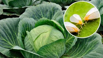 Як позбутися білокрилки без хімії: дієві поради для захисту капусти