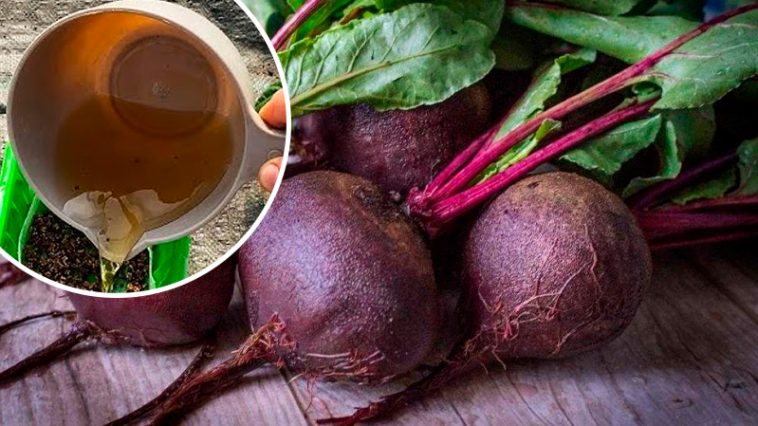 3 літні підживлення для буряка, щоб урожай був великий і соковитий