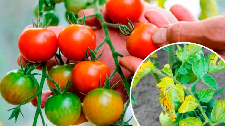 Чому жовтіє листя у помідорів: основні причини та як зберегти врожай