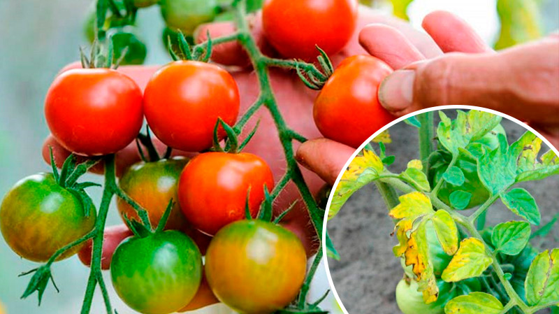 Чому жовтіє листя у помідорів: основні причини та як зберегти врожай