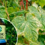 Доступний аптечний засіб, що рятує огірки від жовтизни листя