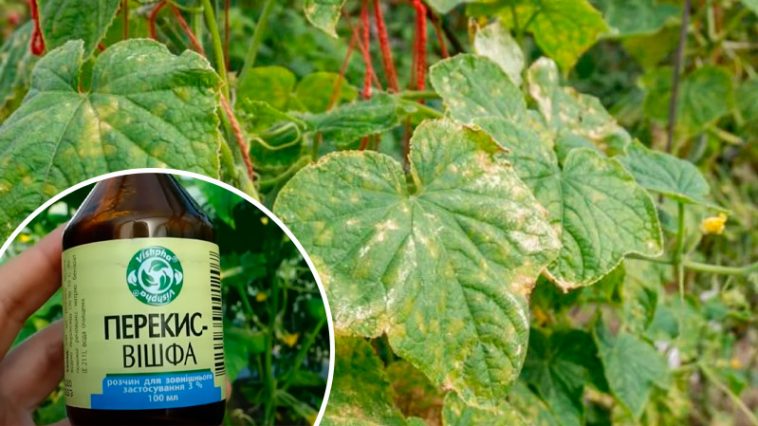 Доступний аптечний засіб, що рятує огірки від жовтизни листя