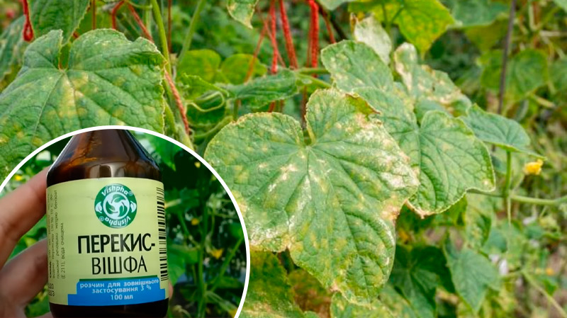 Доступний аптечний засіб, що рятує огірки від жовтизни листя