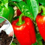 🌱 Підживіть перець молоком – і зберете відро врожаю до кінця літа!