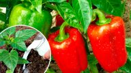 🌱 Підживіть перець молоком – і зберете відро врожаю до кінця літа!