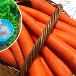 Підживлення моркви в червні: що внести, щоб урожай був багатим і соковитим