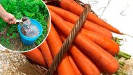 Підживлення моркви в червні: що внести, щоб урожай був багатим і соковитим