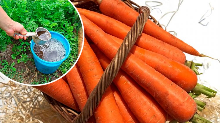 Підживлення моркви в червні: що внести, щоб урожай був багатим і соковитим