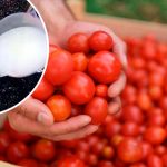 Беру мило і часник — і мої помідори дають багатий урожай!