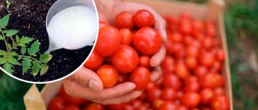 Беру мило і часник — і мої помідори дають багатий урожай!